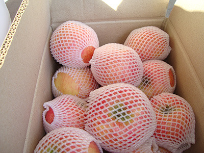 南方紅富士 品種系列5