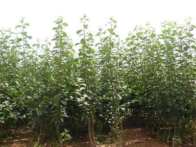 南方蘋(píng)果苗2