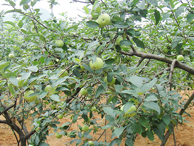 六月特早熟 品種系列1