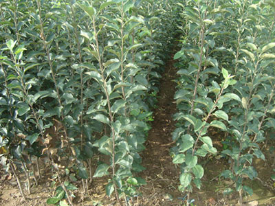 南方蘋(píng)果苗3