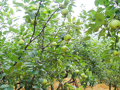 六月特早熟 品種系列2