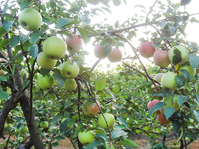 晨陽 品種系列1