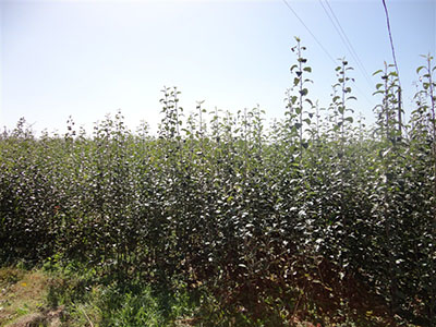 南方蘋(píng)果苗5