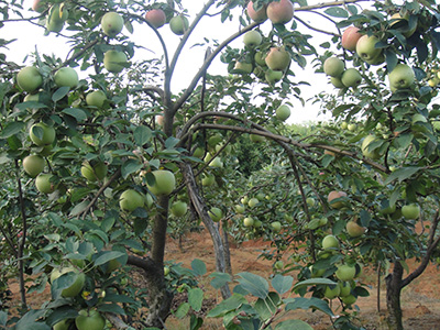 晨陽 品種系列2