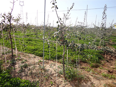 南方蘋(píng)果苗6