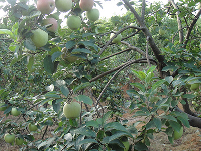 晨陽 品種系列3