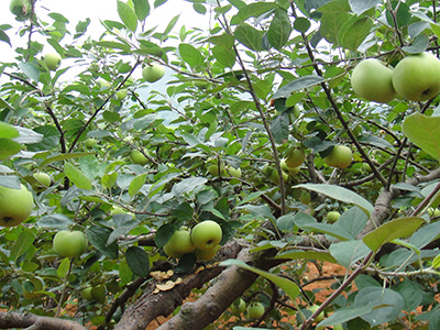 六月特早熟 品種系列5