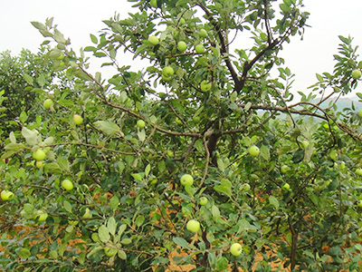 六月特早熟 品種系列6