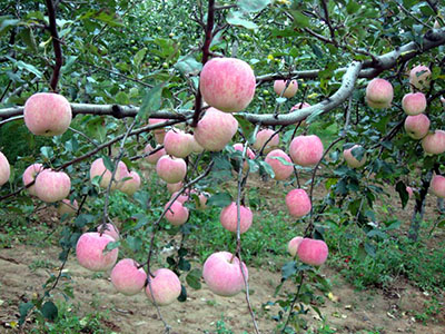 南方紅富士 品種系列1