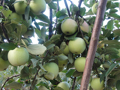 晨陽 品種系列5