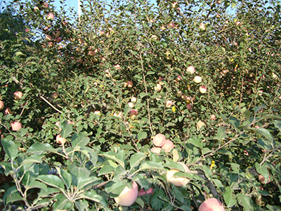 南方紅富士 品種系列2