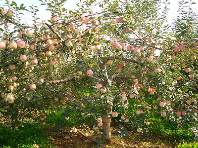 南方紅富士 品種系列3