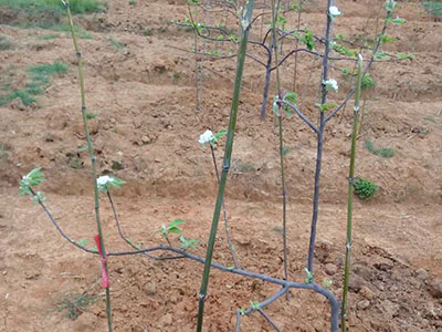 南方蘋(píng)果樹(shù)苗4