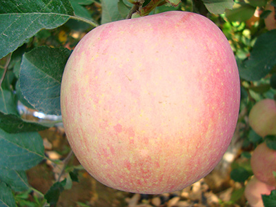 南方紅富士 品種系列4