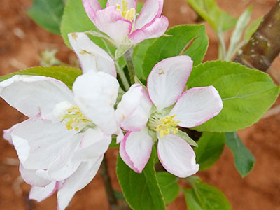 南方蘋果 花朵
