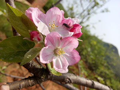 南方蘋果 花朵2
