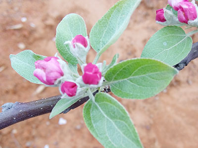 南方蘋果 花朵3