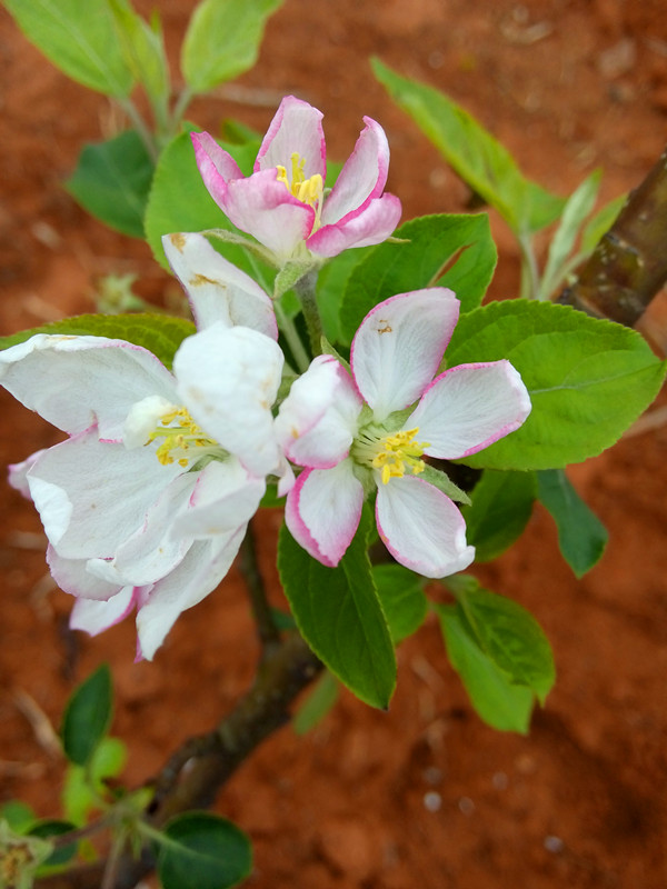 南方紅富士系列8