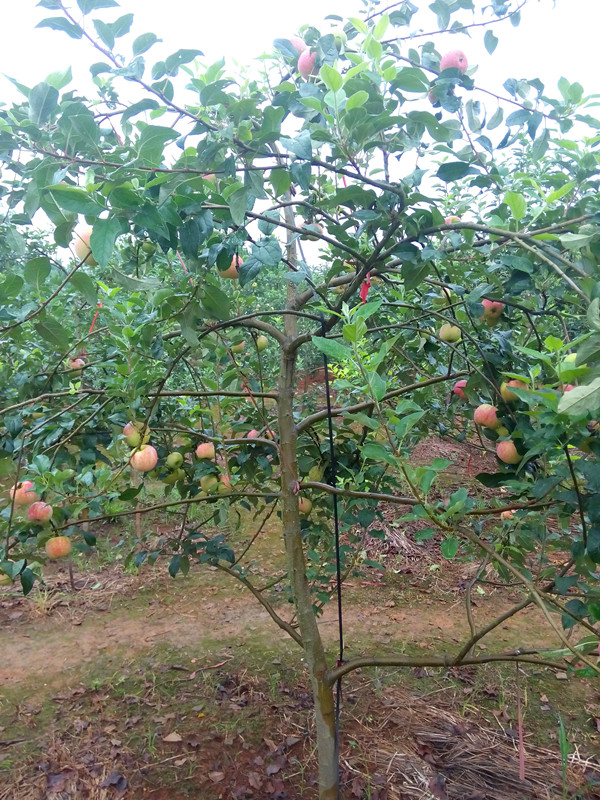 南方紅富士兩年生樹結果狀