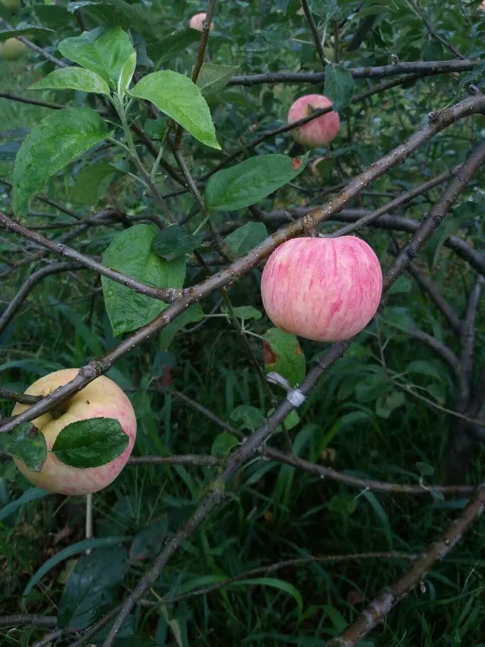 南方紅富士2016年果實(shí)現(xiàn)場(chǎng)照