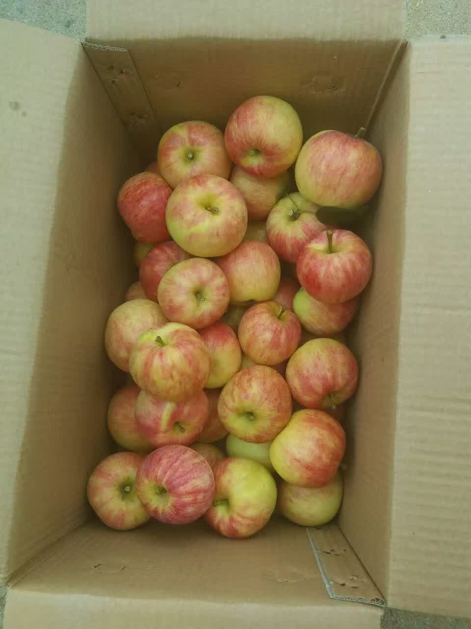 2016年南方紅富士蘋(píng)果裝箱照