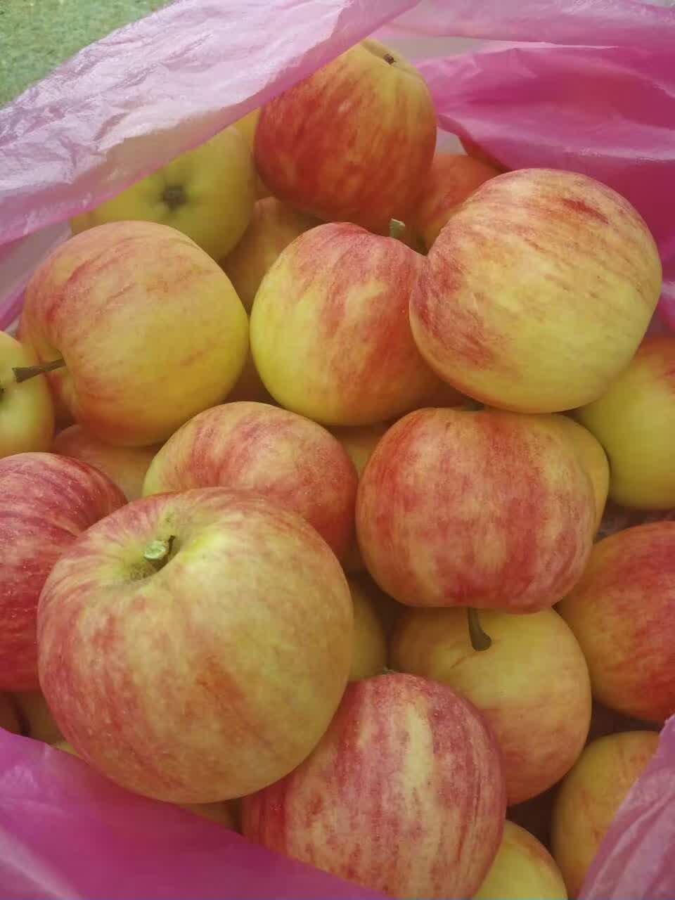 2016年南方紅富士蘋(píng)果