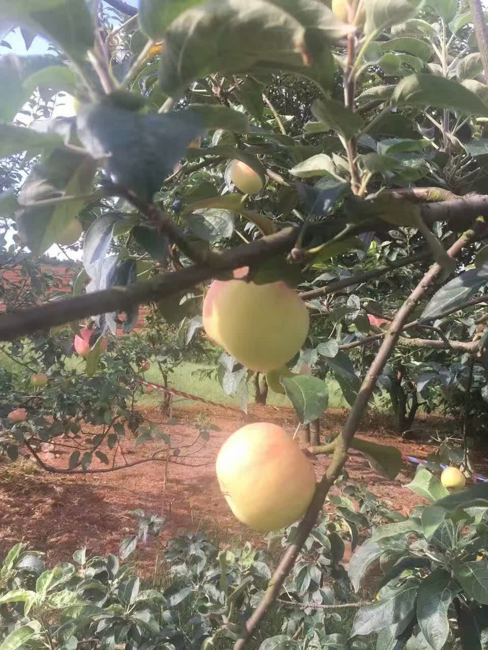 2016年南方紅富士現(xiàn)場(chǎng)照