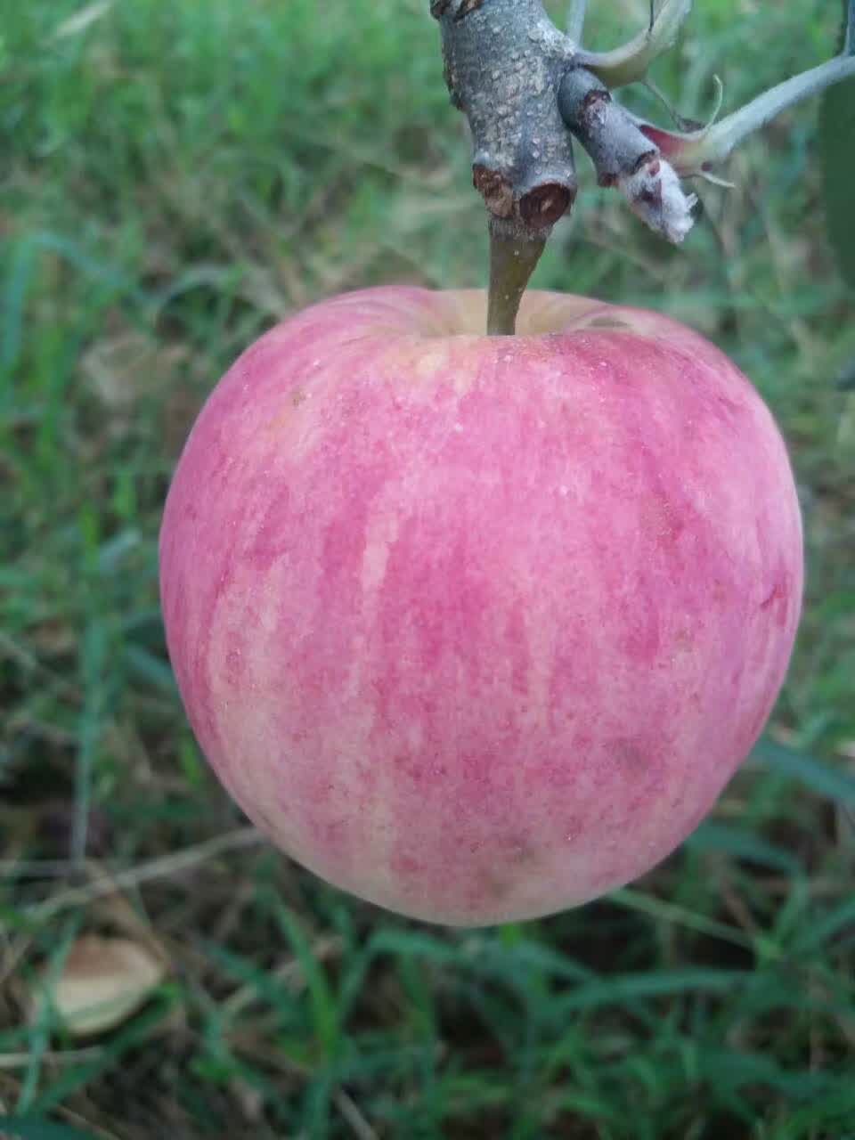 2016年南方紅富士現(xiàn)場(chǎng)照