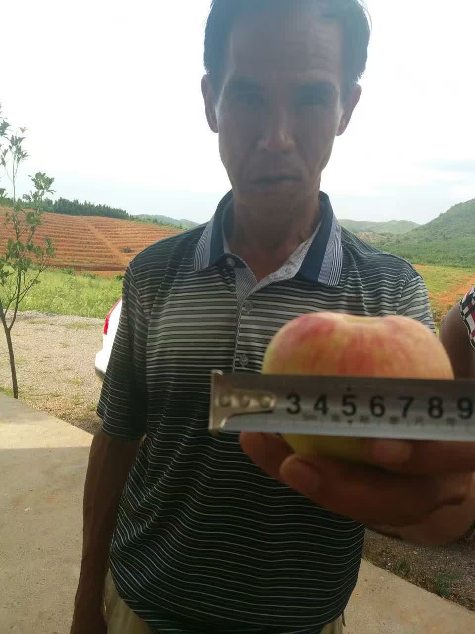 南方蘋(píng)果發(fā)明人測(cè)量南方紅富士直徑