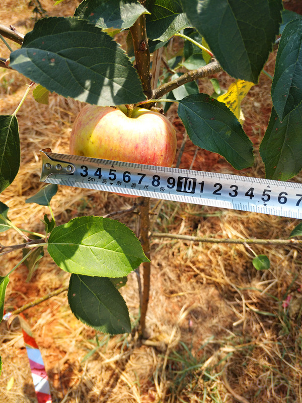 晨陽兩年樹結(jié)果情況