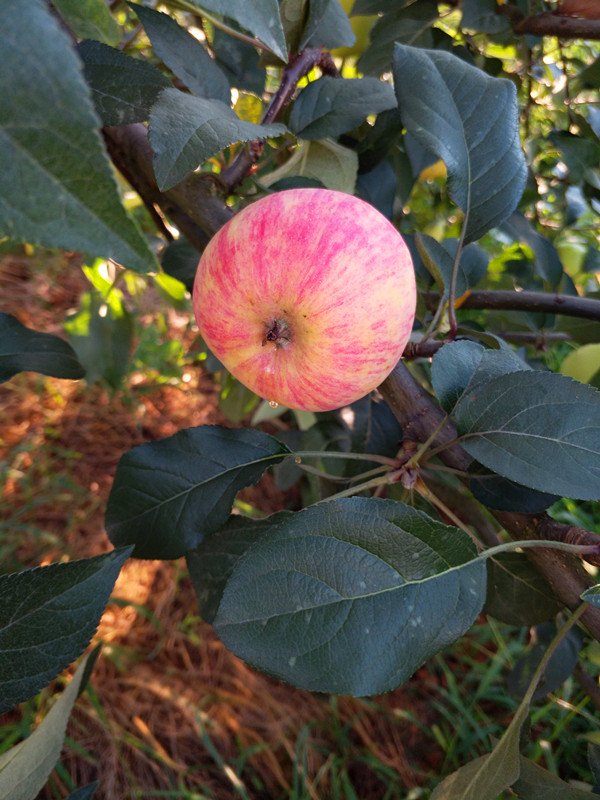 南方紅富士近照