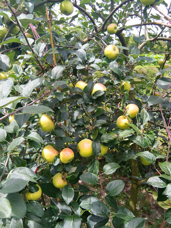 南方紅富士剛解袋