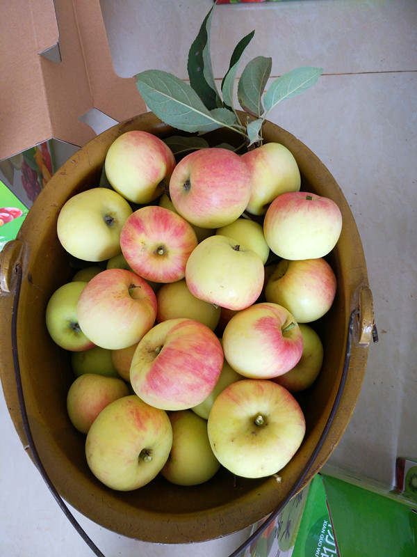 剛摘下來的南方紅富士