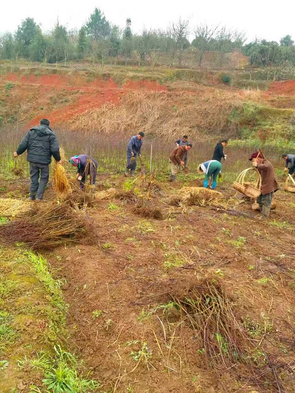 蘋(píng)果苗出售