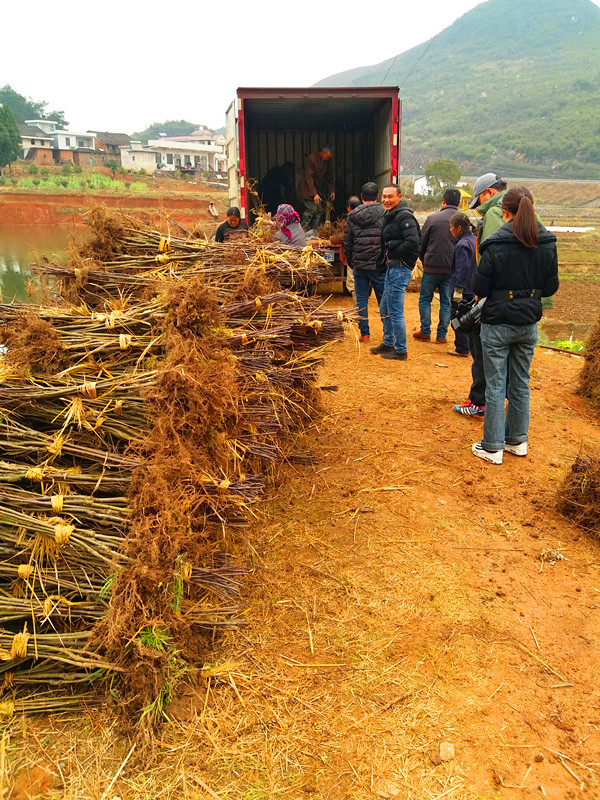 蘋(píng)果苗出售