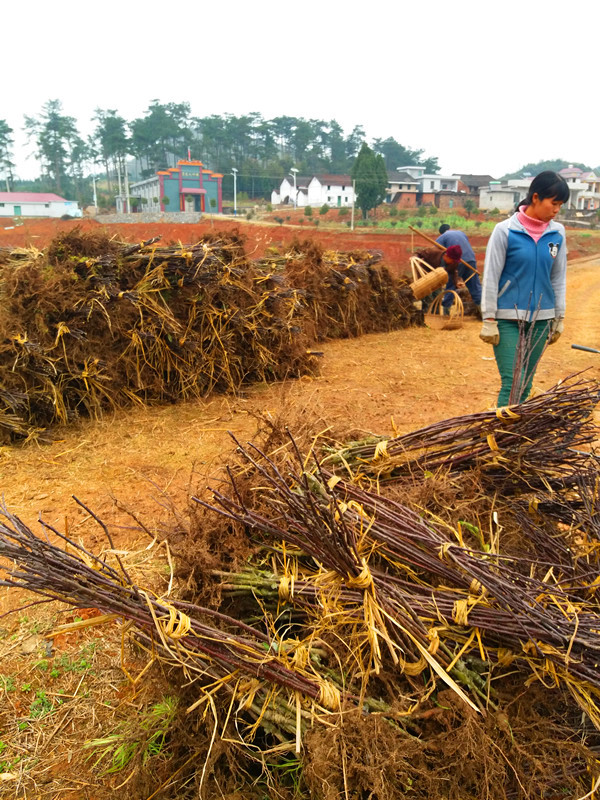 蘋(píng)果苗出售