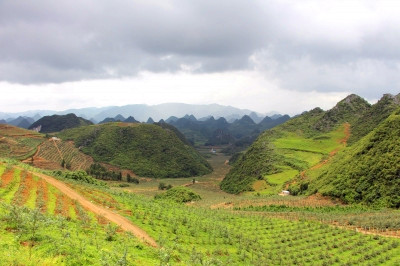 桂陽金盾南方蘋果有限公司,桂陽金盾南方蘋果,蘋果種植與銷售,蘋果苗